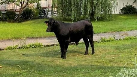 Barney the bull, the ox now called Hannibal,