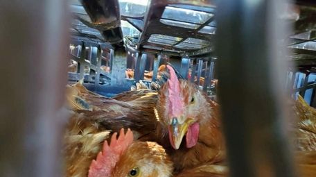 When 66 broiler chickens fell off a truck