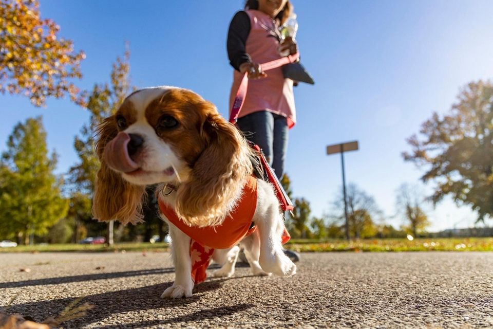Erna Anderson walks her dog Princess in Eisenhower