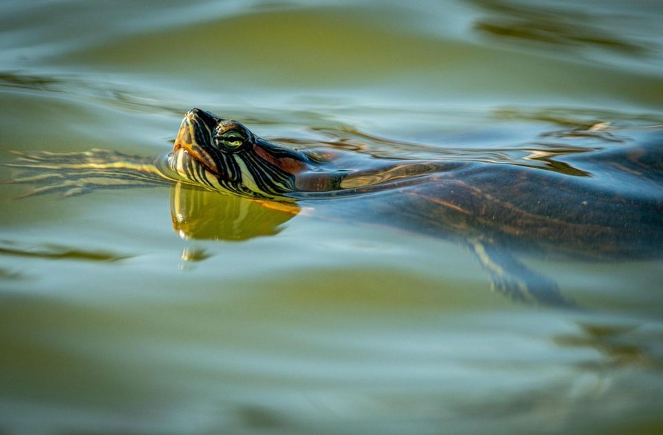A turtle sticks his noise above the lake