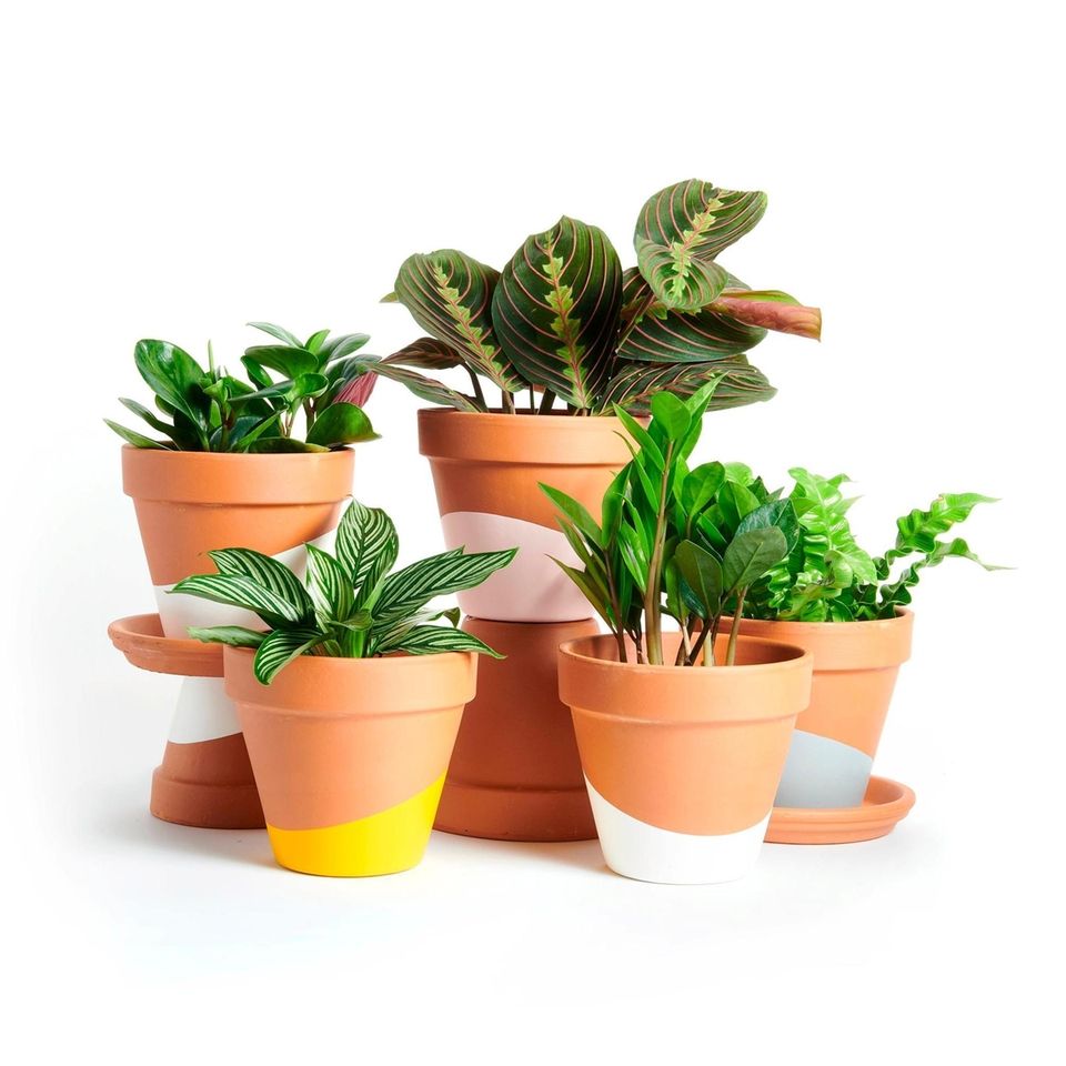 Houseplant gift subscription. What better gift for a