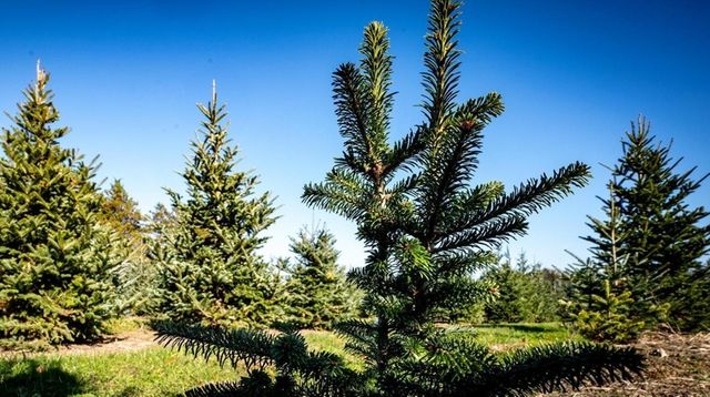 Itll Cost More To Deck The Halls Christmas Tree Prices Rise While Availability Falls Newsday Itll Cost More To Deck The Halls Christmas Tree Prices Rise While Availability Falls Newsday