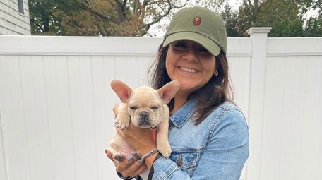 Zushi, a three-month-old French bulldog seen here with