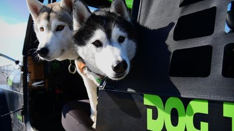 Siberian Huskies are one of the most-stolen dogs