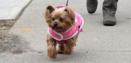 Yorkies are one of the most-stolen breeds of