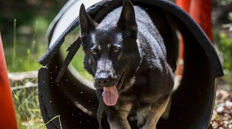 German shepherds are another of the most-stolen breeds