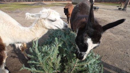 Christmas trees, an unusual holiday treat, provide a fun