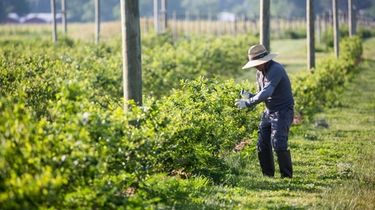 A worker adds netting to protect blueberries in