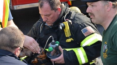 Selden Firefighter Doug Adamson gives a dog oxygen