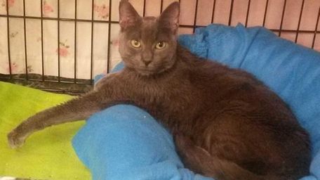 Trouper, a 1 year-old stray cat that took