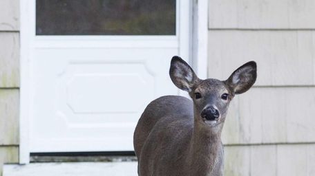 White-tailed deer intrude on the property of homes