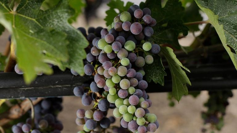 Cabernet Sauvignon grapes ripen at the Opus One