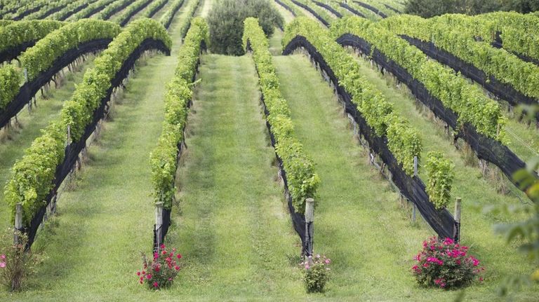 Professional paper crossword vineyard