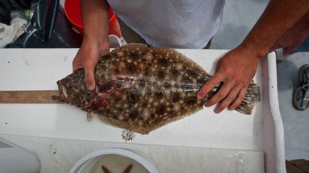 New fluke fishing rules explained Newsday