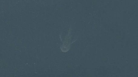 Satellite Image Of Loch Ness Monster Fuels Believers Skeptics Alike Newsday