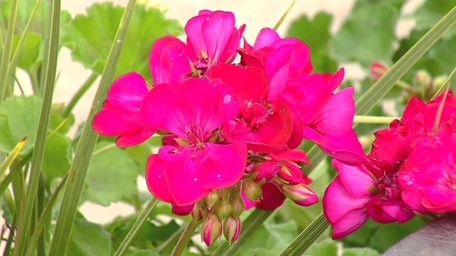 June is the time when local gardeners start