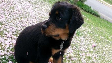 Bear, a rottweiler puppy seen in an undated