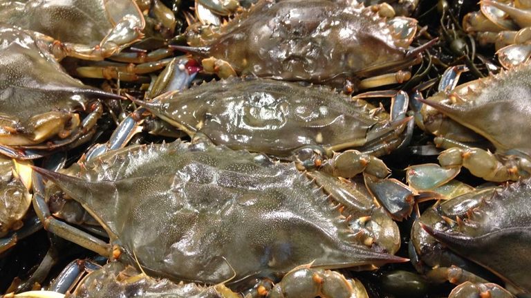 Live, local soft-shell crabs are on sale at