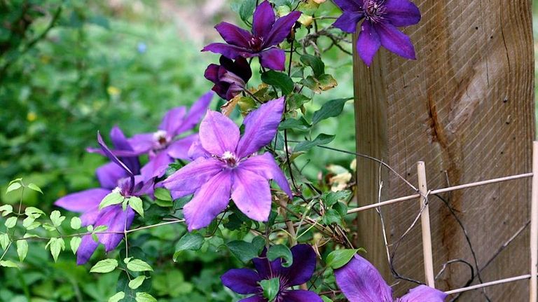 Planting vines, such as this clematis, in containers