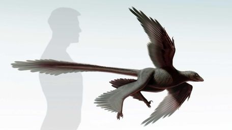 A four-winged, meat-eating dinosaur with long tail feathers
