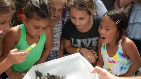 During Turtle Hatch Day at the Cold Spring