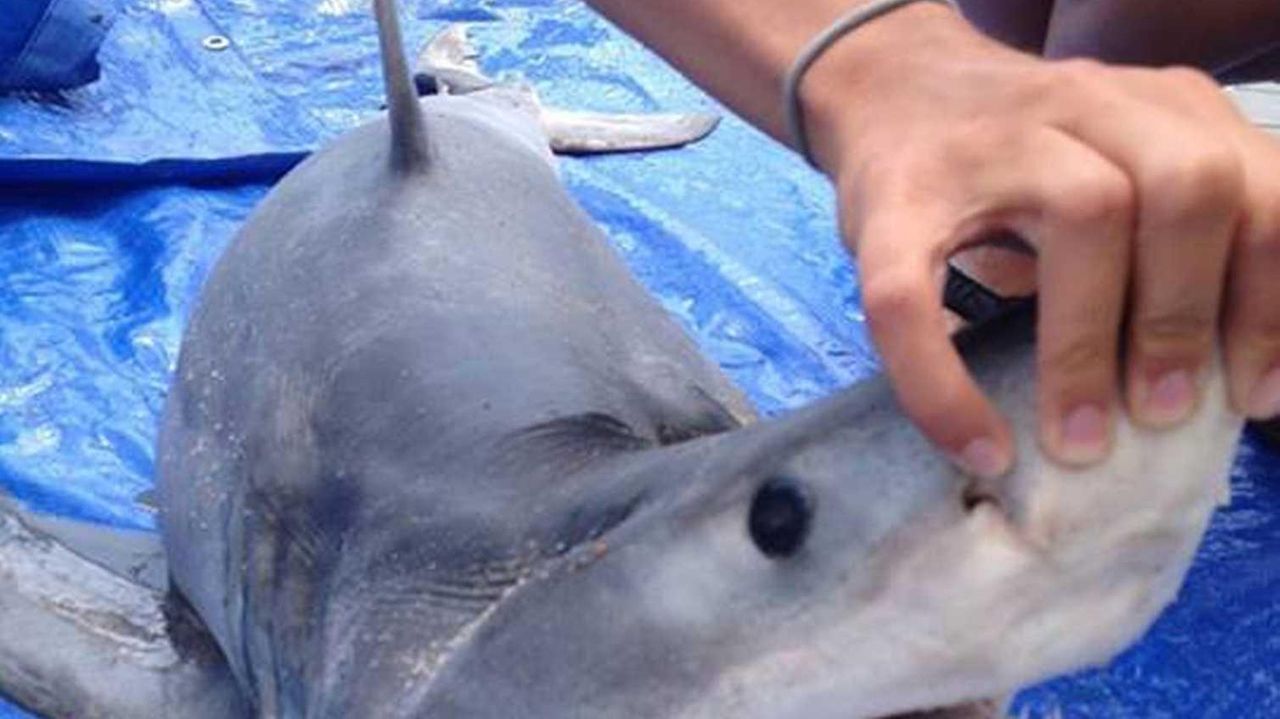 Dead shark on Amagansett beach was a great white, scientist says | Newsday