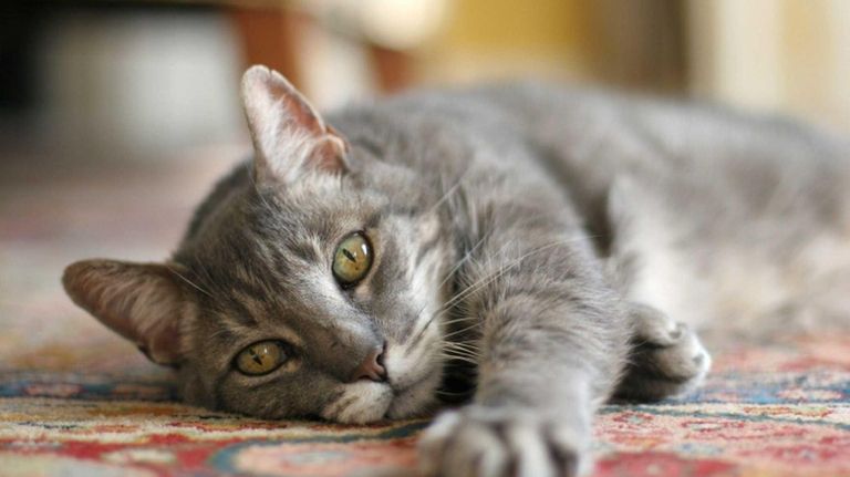 NYC's first cat cafe, Meow Parlour, to open Dec. 15 am New York