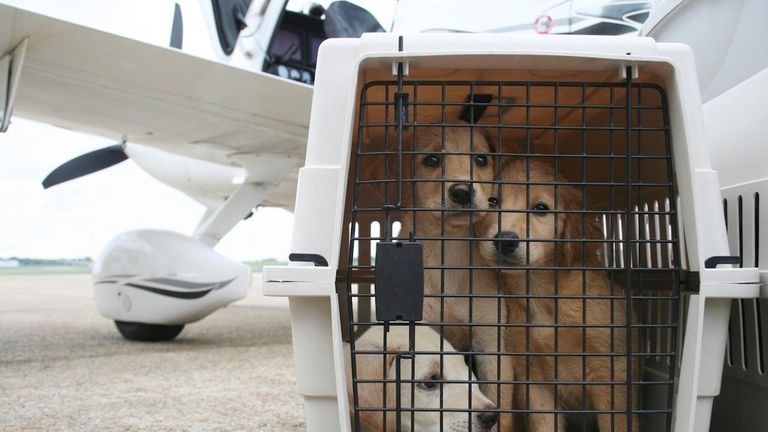 According to the American Veterinary Medical Association, you